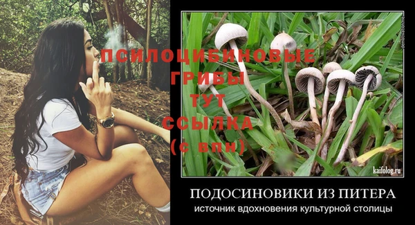 ПСИЛОЦИБИНОВЫЕ ГРИБЫ Богданович